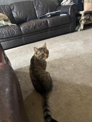 Lost Male Cat last seen Tyson and Whitaker Avenue , Philadelphia, PA 19111