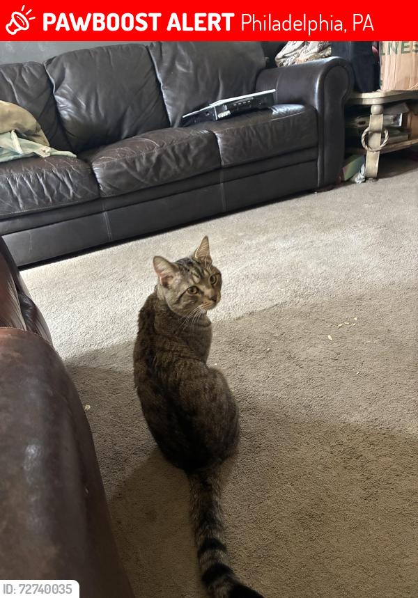 Lost Male Cat last seen Tyson and Whitaker Avenue , Philadelphia, PA 19111
