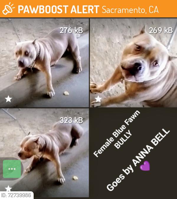Found/Stray Female Dog last seen Across from Firehouse 14 (North B & Ahern), Sacramento, CA 95811