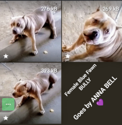 Found/Stray Female Dog last seen Across from Firehouse 14 (North B & Ahern), Sacramento, CA 95811