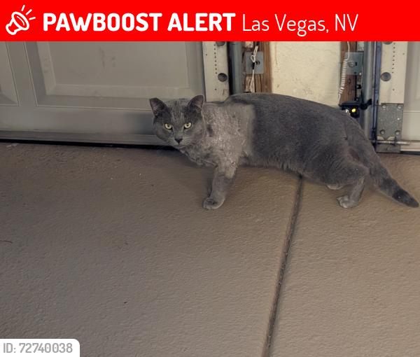 Lost Male Cat last seen Realeza Ct. and Fulano, Las Vegas, NV 89102