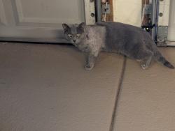 Lost Male Cat last seen Realeza Ct. and Fulano, Las Vegas, NV 89102