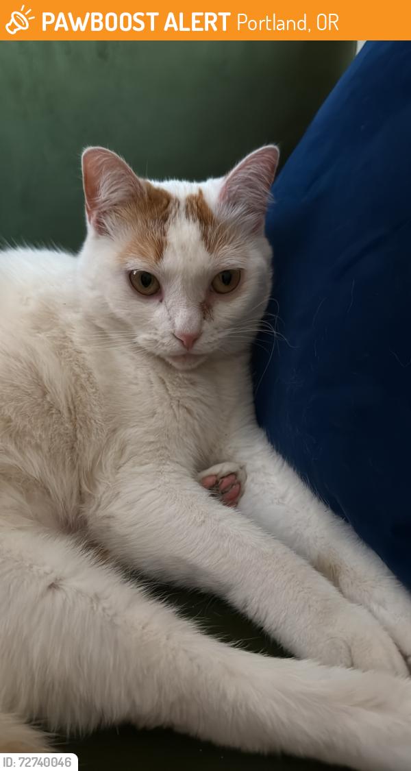 Found/Stray Unknown Cat last seen N Greenwich Ave Portland or, Portland, OR 97217