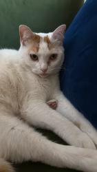Found/Stray Unknown Cat last seen N Greenwich Ave Portland or, Portland, OR 97217