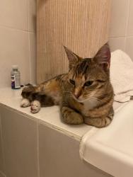 Found/Stray Female Cat last seen Graanendal Shopping Centre, Cape Town, WC 7490