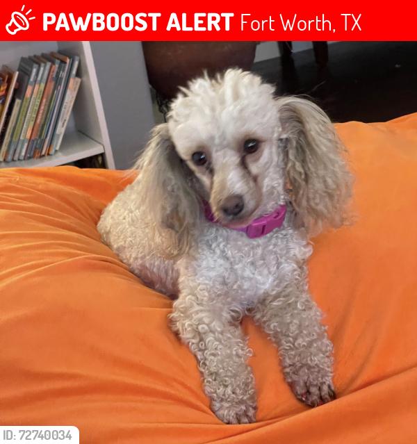 Lost Female Dog last seen Spotted Owl Dr and red wolf , Fort Worth, TX 76244