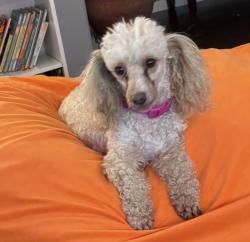 Lost Female Dog last seen Spotted Owl Dr and red wolf , Fort Worth, TX 76244