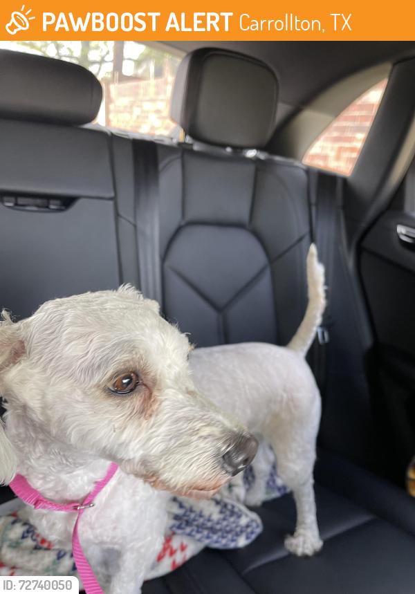Found/Stray Female Dog last seen Lemans & Kelly, Carrollton, TX 75287