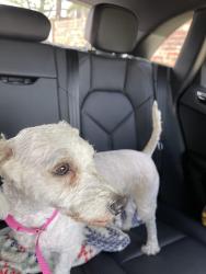 Found/Stray Female Dog last seen Lemans & Kelly, Carrollton, TX 75287