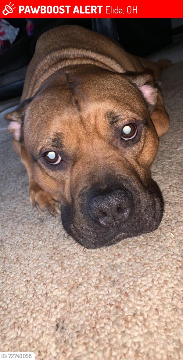 Lost Male Dog last seen Easttown rd, Dutch hallow, Betty , Elida, OH 45807