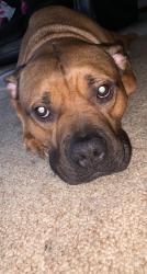 Lost Male Dog last seen Easttown rd, Dutch hallow, Betty , Elida, OH 45807