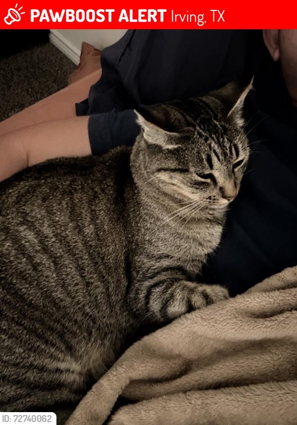 Lost Female Cat last seen Delante apmts , Irving, TX 75039