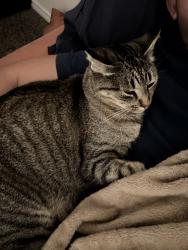 Lost Female Cat last seen Delante apmts , Irving, TX 75039