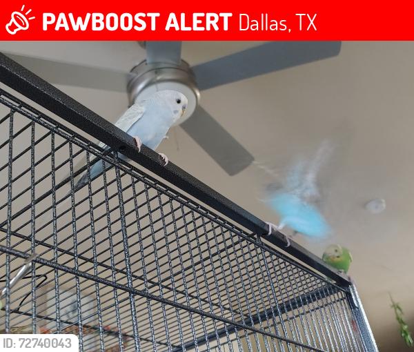 Lost Female Bird last seen John West Rd & La Prada Dr or John West Rd & N Buckner apmts on John West Rd (the 