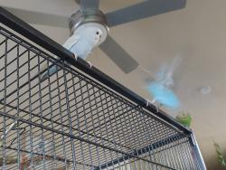 Lost Female Bird last seen John West Rd & La Prada Dr or John West Rd & N Buckner apmts on John West Rd (the 