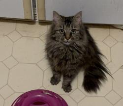 Lost Female Cat last seen Warriors Path State Park, E Carters Valley Rd,  37660