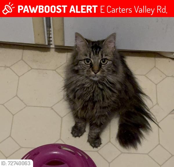 Lost Female Cat last seen Warriors Path State Park, E Carters Valley Rd,  37660