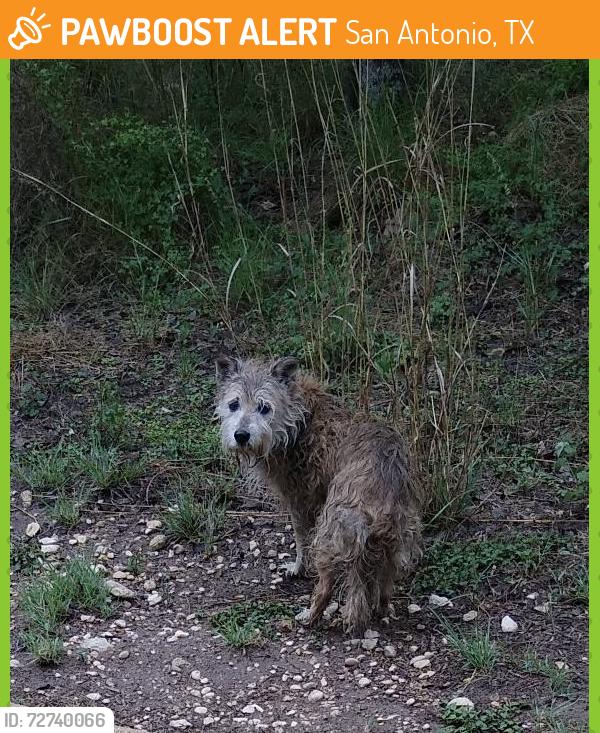Found/Stray Unknown Dog last seen Cathedral Rock Park trail, San Antonio, TX 78251