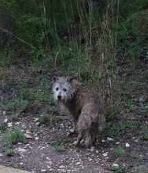 Found/Stray Unknown Dog last seen Cathedral Rock Park trail, San Antonio, TX 78251