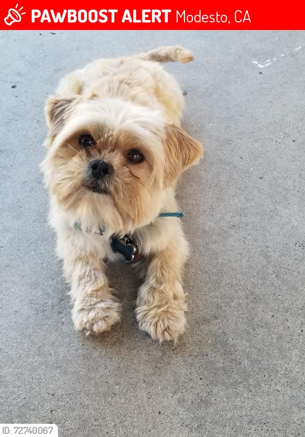 Lost Male Dog last seen Yosemite blv, Modesto, CA 95354