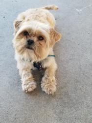Lost Male Dog last seen Yosemite blv, Modesto, CA 95354