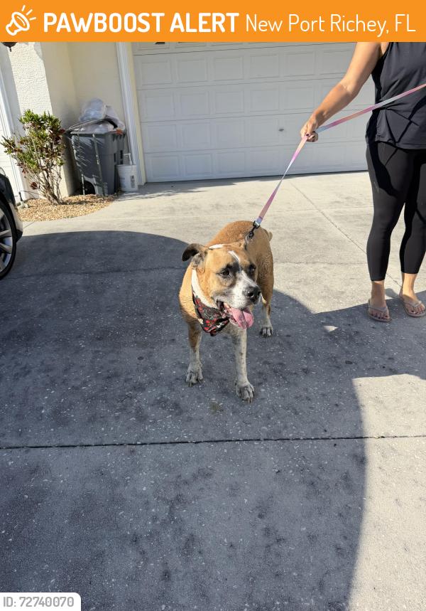 Found/Stray Male Dog last seen Parkside Drive and Kapp, New Port Richey, FL 34653