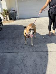 Found/Stray Male Dog last seen Parkside Drive and Kapp, New Port Richey, FL 34653
