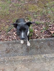 Found/Stray Female Dog last seen Near Arlington Rd, Forest City, NC 28043