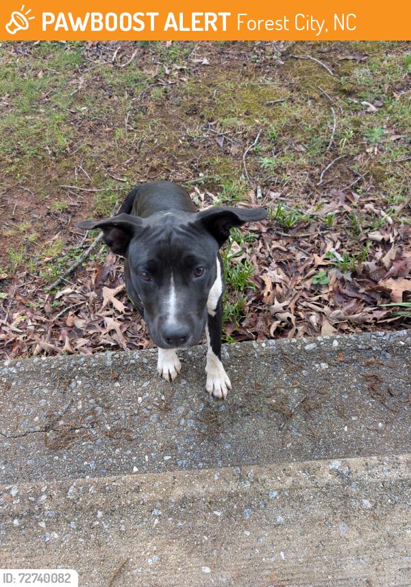 Found/Stray Female Dog last seen Near Arlington Rd, Forest City, NC 28043