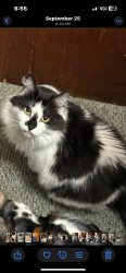 Lost Female Cat last seen Malta Ave, Hyde blvd, Ralph street , Ballston Spa, NY 12020