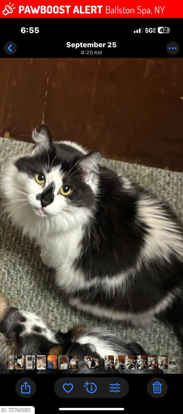 Lost Female Cat last seen Malta Ave, Hyde blvd, Ralph street , Ballston Spa, NY 12020