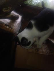 Found/Stray Male Cat last seen Near s 270th 98032, Kent, WA 98032