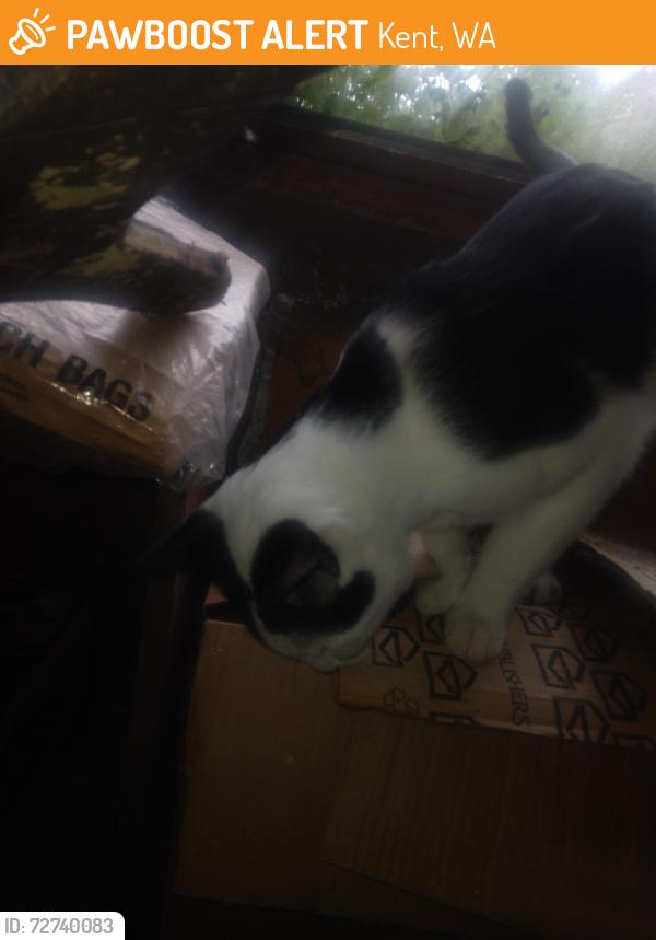 Found/Stray Male Cat last seen Near s 270th 98032, Kent, WA 98032