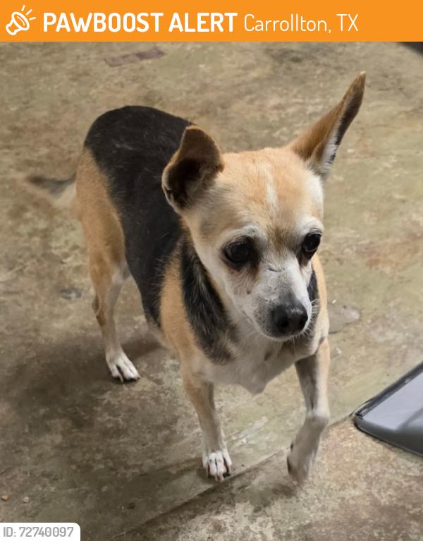 Found/Stray Male Dog last seen McCoy & Northland, Carrollton , Carrollton, TX 75006