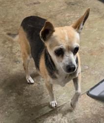 Found/Stray Male Dog last seen McCoy & Northland, Carrollton , Carrollton, TX 75006