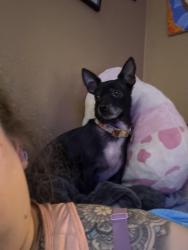 Lost Female Dog last seen Marlboro St. & Ringgold Rd, East Ridge, TN 37412