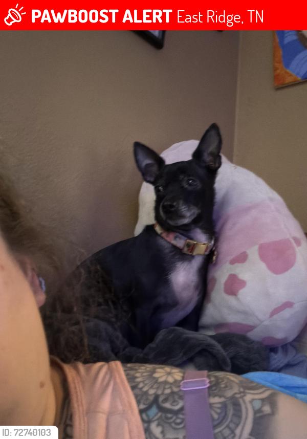 Lost Female Dog last seen Marlboro St. & Ringgold Rd, East Ridge, TN 37412