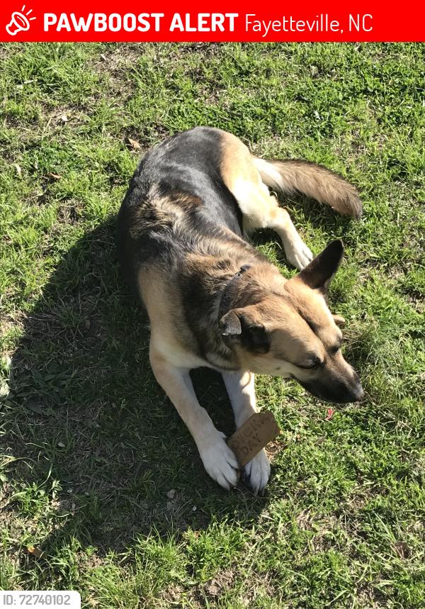 Lost Female Dog last seen Fort Bragg rd, Morgan lane , Fayetteville, NC 28305