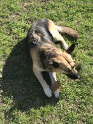 Lost Female Dog last seen Fort Bragg rd, Morgan lane , Fayetteville, NC 28305