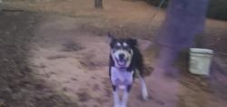 Lost Male Dog last seen Stewart rd, Six Mile, SC 29682