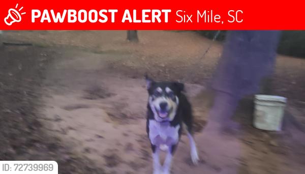 Lost Male Dog last seen Stewart rd, Six Mile, SC 29682