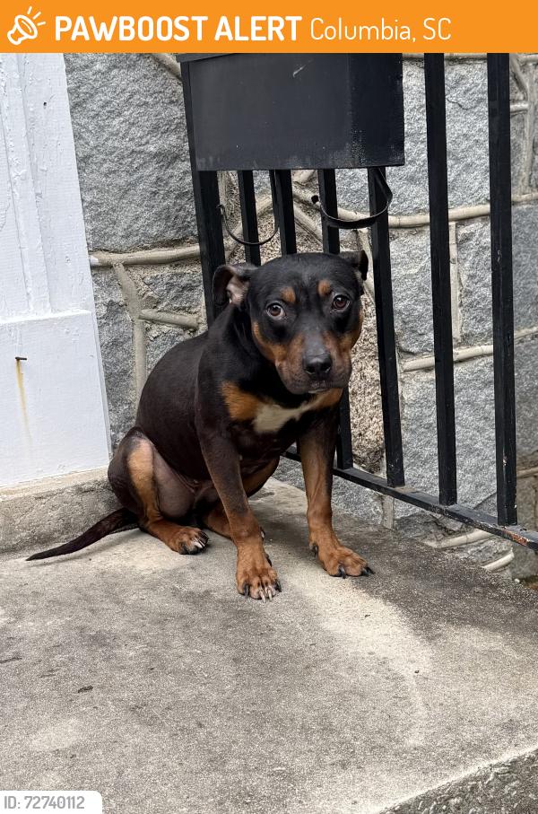 Found/Stray Female Dog last seen Near blossom street columbia, Columbia, SC 29205