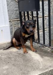 Found/Stray Female Dog last seen Near blossom street columbia, Columbia, SC 29205