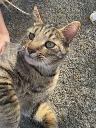 Found/Stray Male Cat last seen Colonade Rd and Ebenezer , Knoxville, TN 37922