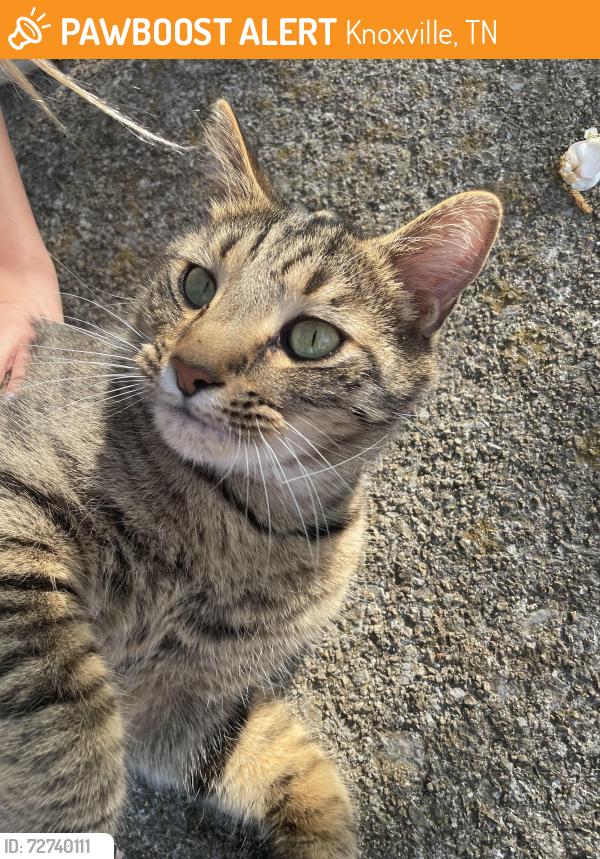 Found/Stray Male Cat last seen Colonade Rd and Ebenezer , Knoxville, TN 37922
