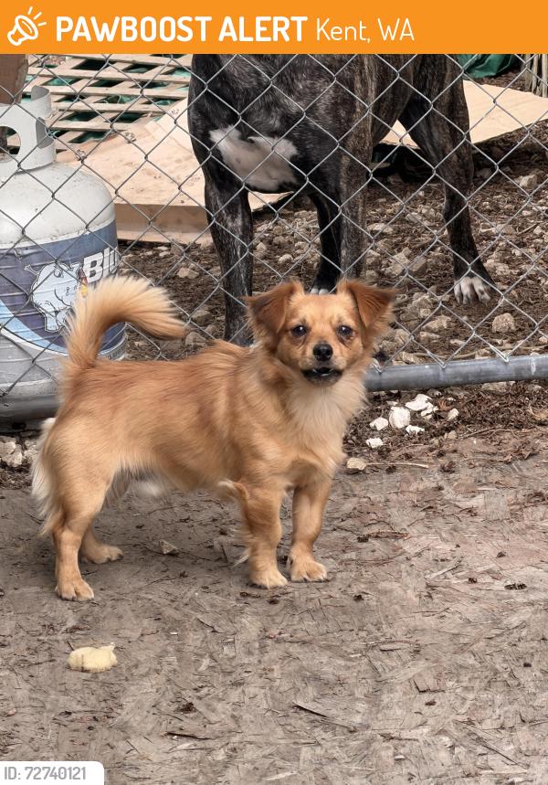 Found/Stray Unknown Dog last seen 104th and S248th, Kent, WA 98030