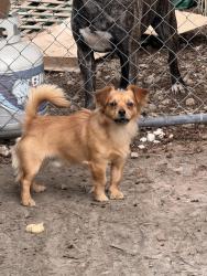 Found/Stray Unknown Dog last seen 104th and S248th, Kent, WA 98030