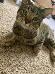 Found/Stray Male Cat last seen SW Tenth ST, Beaverton, OR 97078