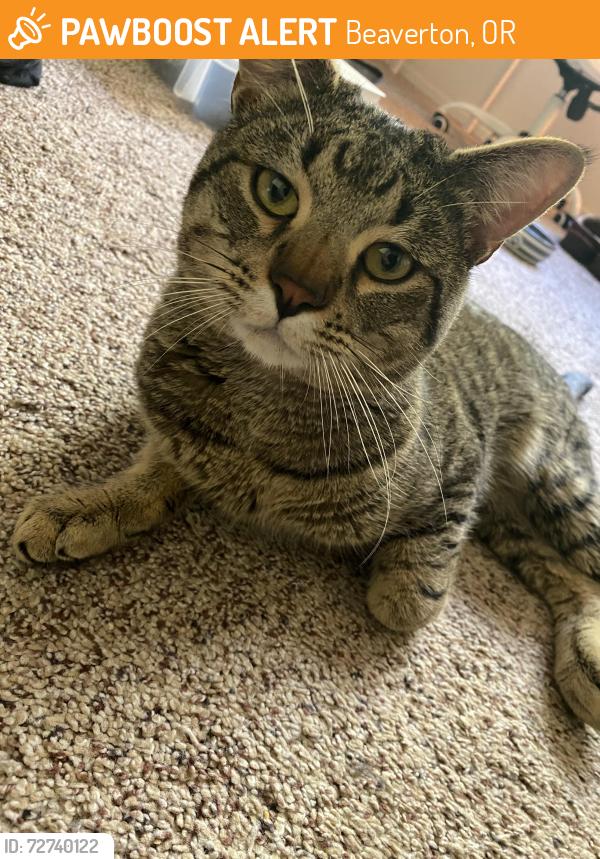 Found/Stray Male Cat last seen SW Tenth ST, Beaverton, OR 97078