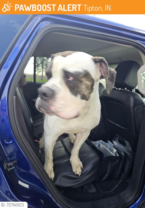 Found/Stray Male Dog last seen Near N off of 19, Tipton, IN 46072